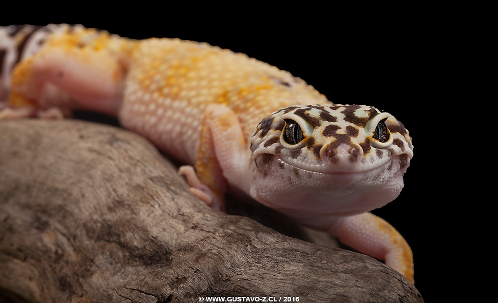 Sesiones Fotográficas – Reptiles